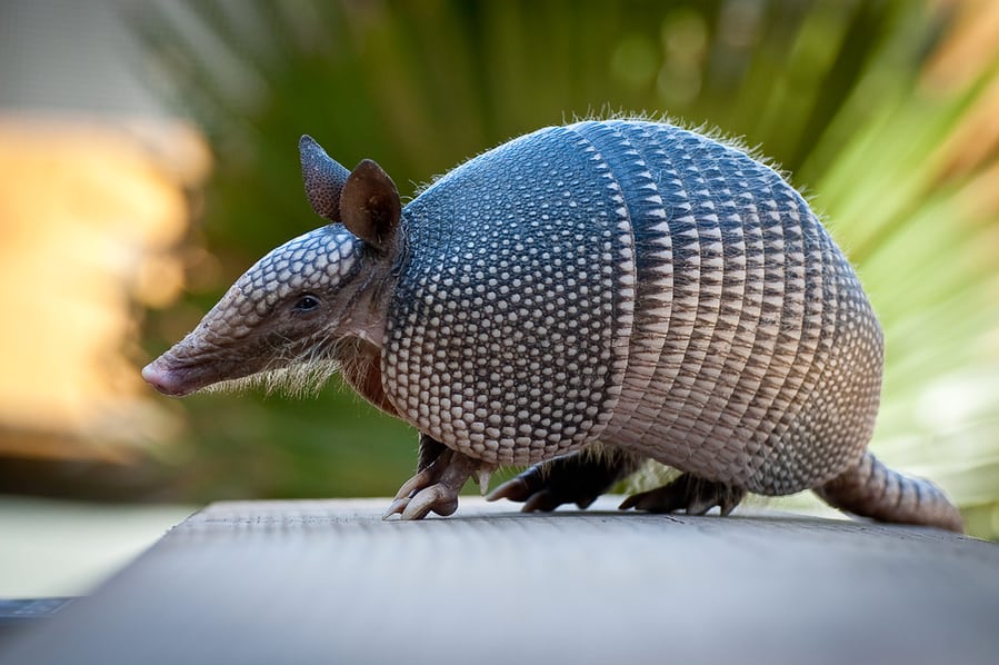 Armadillo Near Everglades