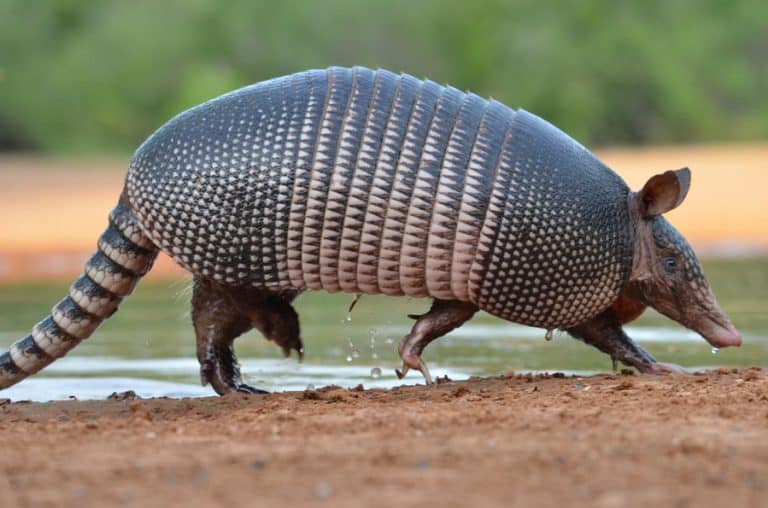 What Sounds Do Armadillos Make? | BeatPests