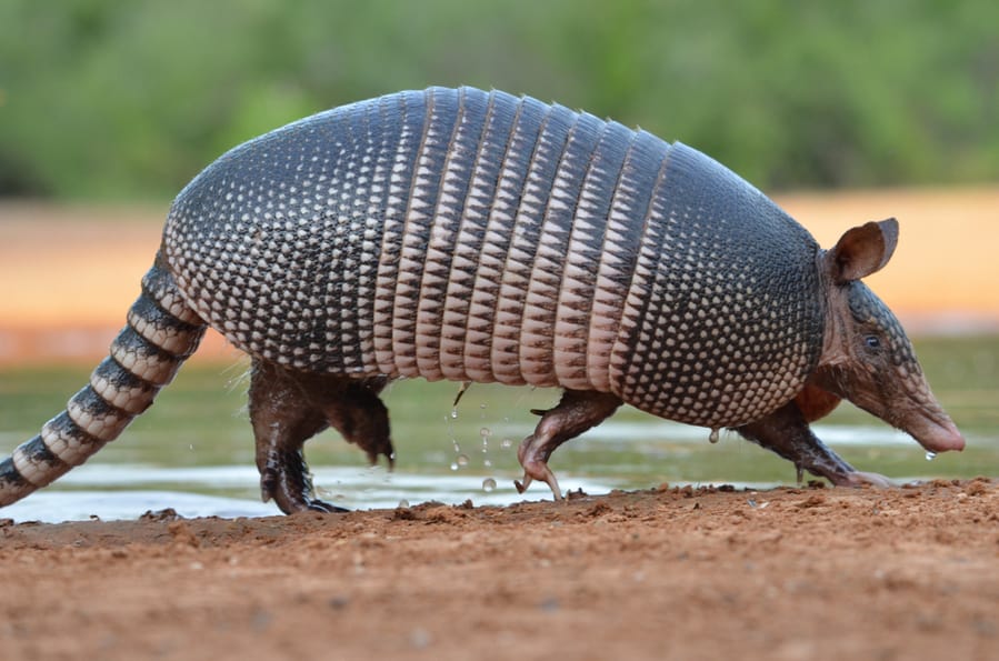 Armadillo Near Lake