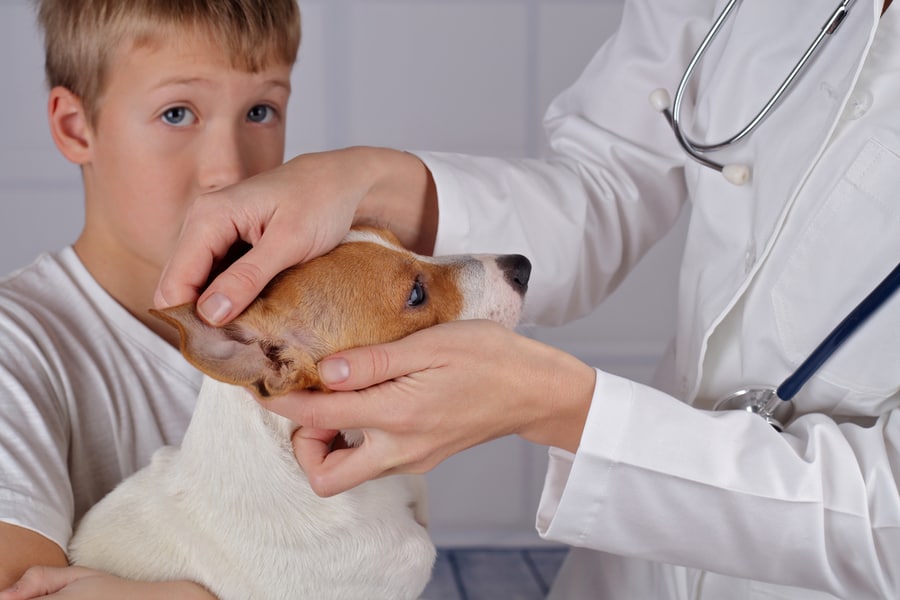 At Home - Vet Checking Ears To A Dog For Fleas