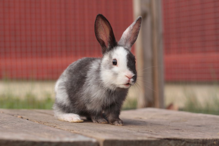 Baby Harlequin Gotland Rabbit Sitting Outside