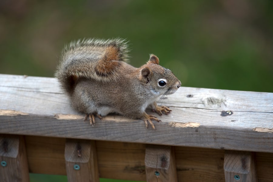 Baby Red Squirrel Damaging Eating
