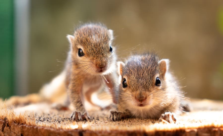 Baby Squirrels