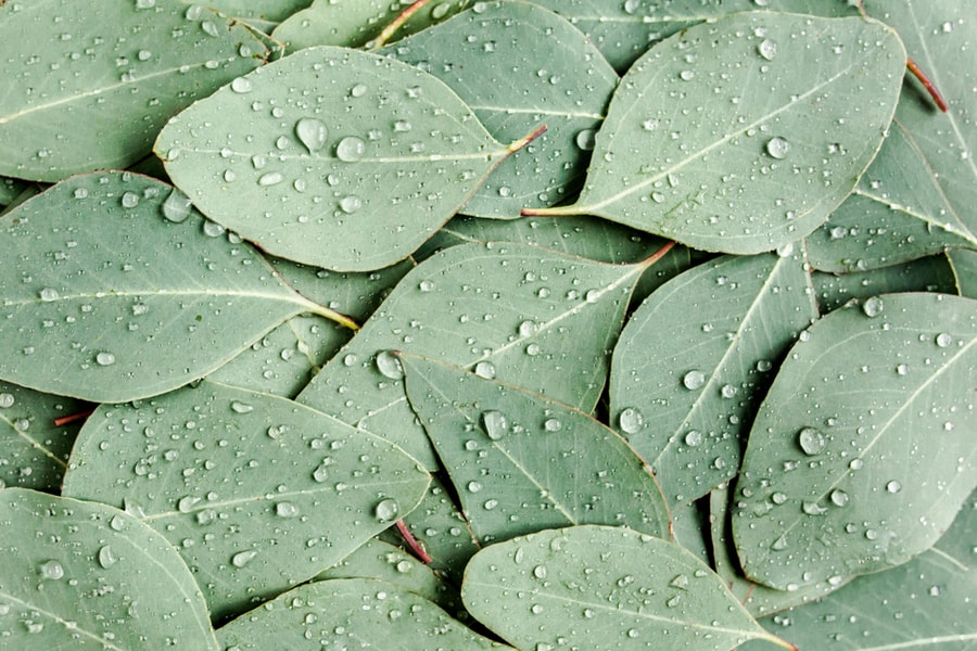 Background/Texture Made Of Green Eucalyptus Leaves With Raindrop, Dew