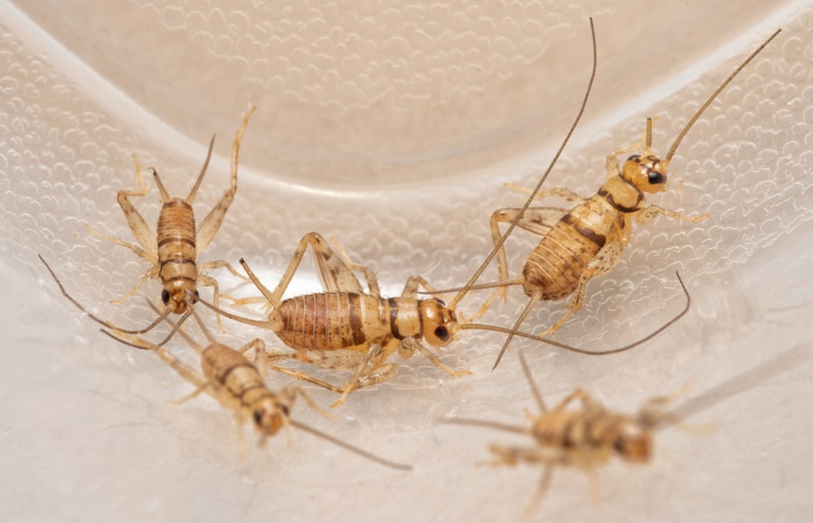 Banded House Crickets