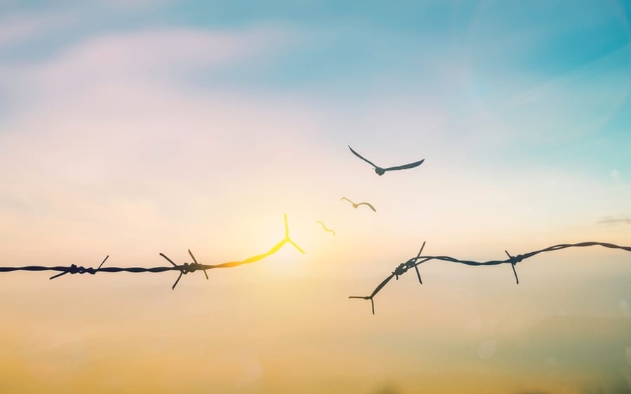 Barrier Wire Fence Of Bird Spike