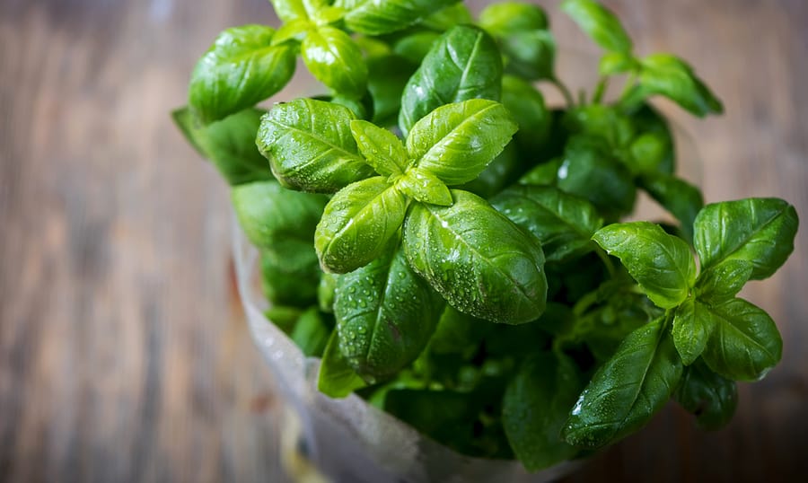 Basil Plant