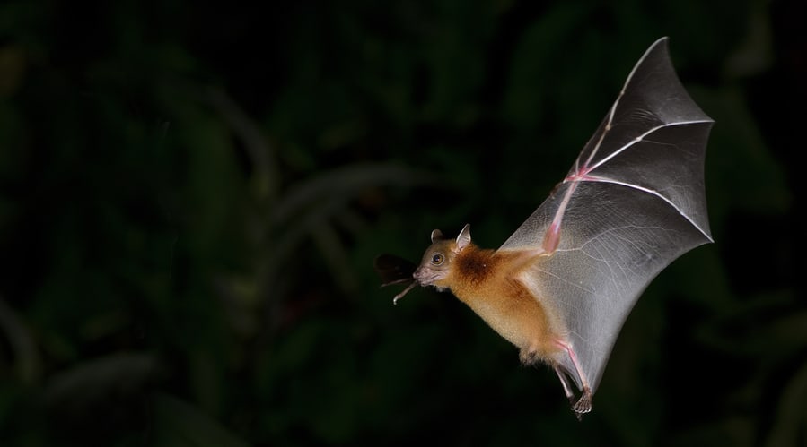 Bat, Greater Shortnosed Fruit Bat Flying At Night.