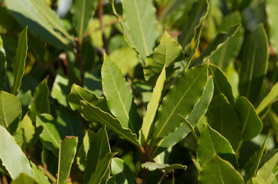 Bay Leaves