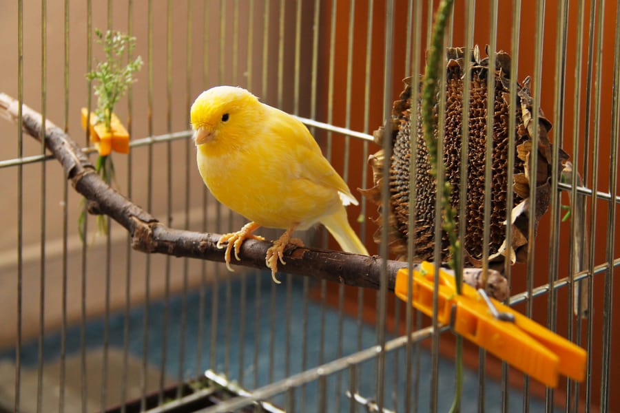 Be Smarter Than Mice And Protect Your Bird Cage