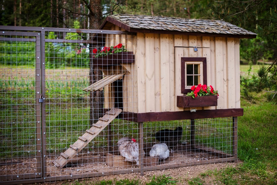 Beautiful Wooden Chicken Coop House