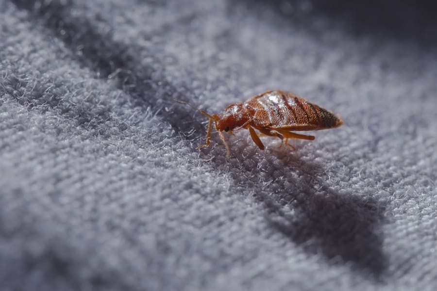 Bed Bug Cimex Lectularius At Night
