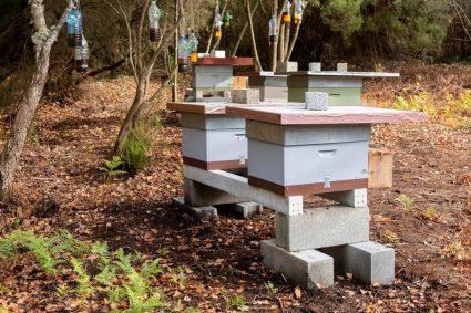 Bee Hives On An Organic Beekeeping Farm