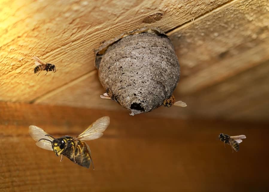 Bee Nests