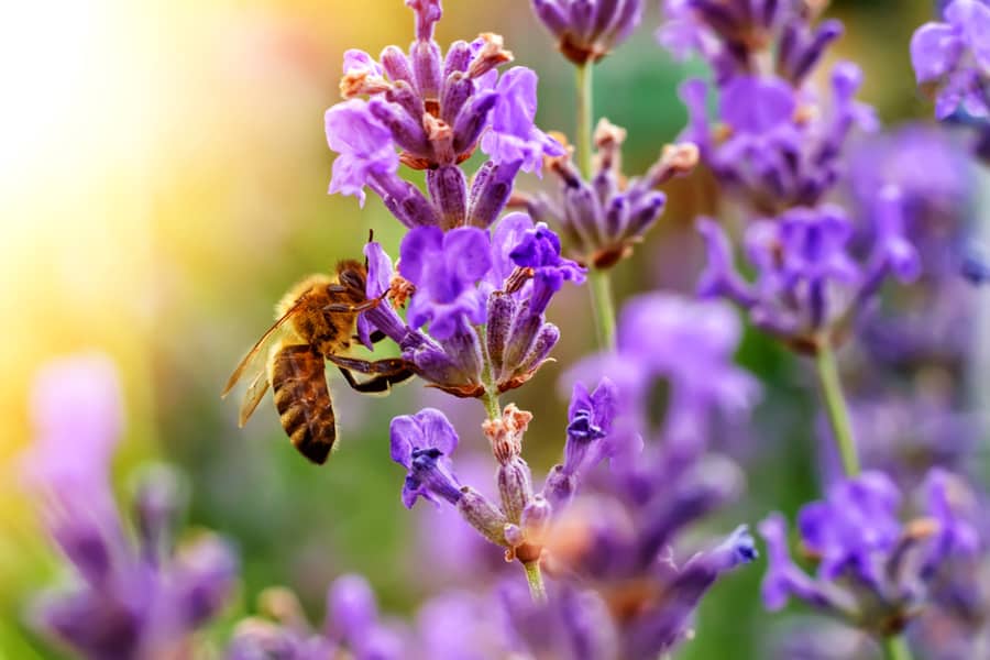 Bee Pollinate Lavender Flowers Plant