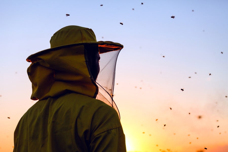 Beekeeper In The Sunset Surrounded With Bees Swarming Around Him