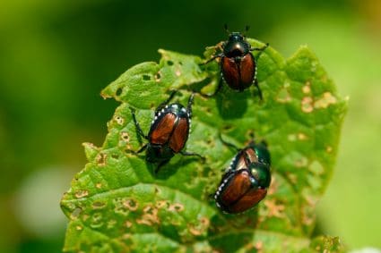 Beetles In The Garden