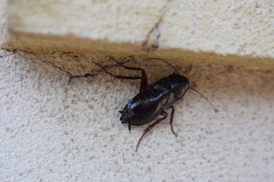 Big Female Oriental Cockroach