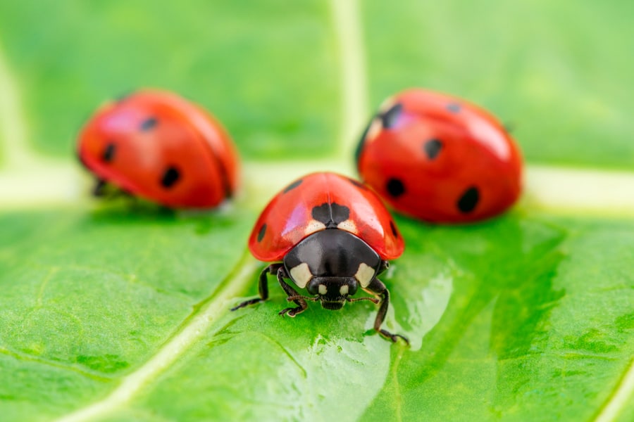 Biological Pest Control Method