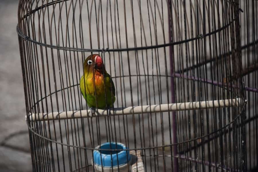 Bircage