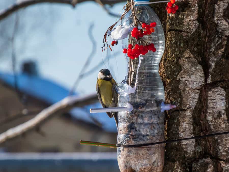 Bird Feeder In The Garden