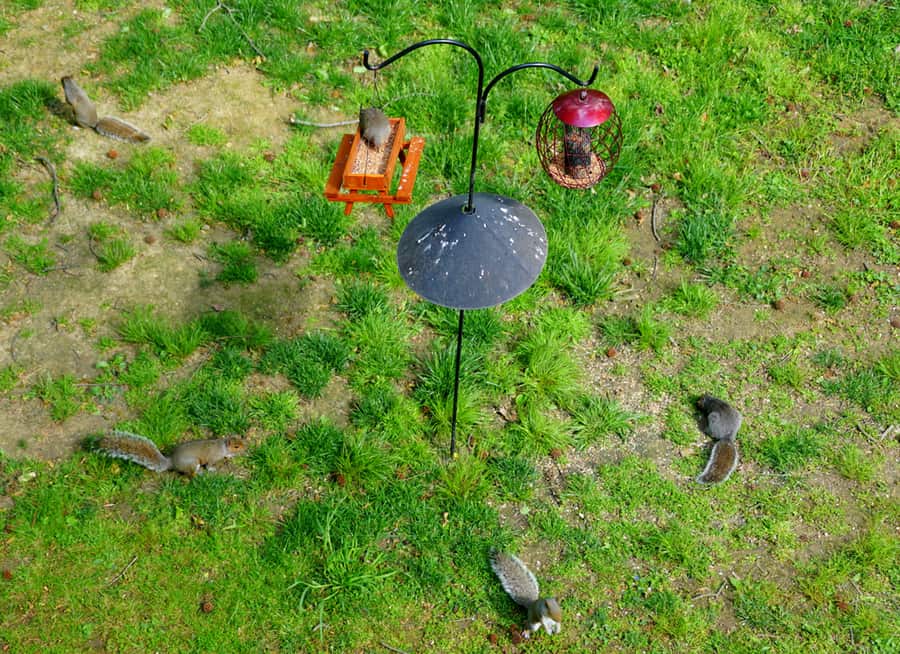 Bird Feeders Equipped With Squirrel Baffle
