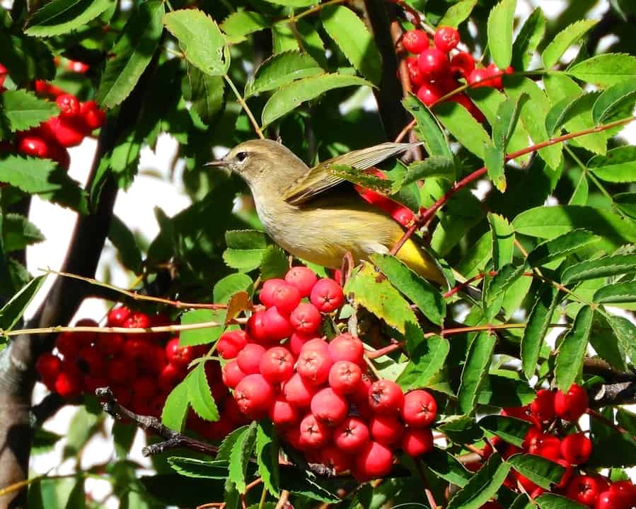 Bird On A Raspberries Plant