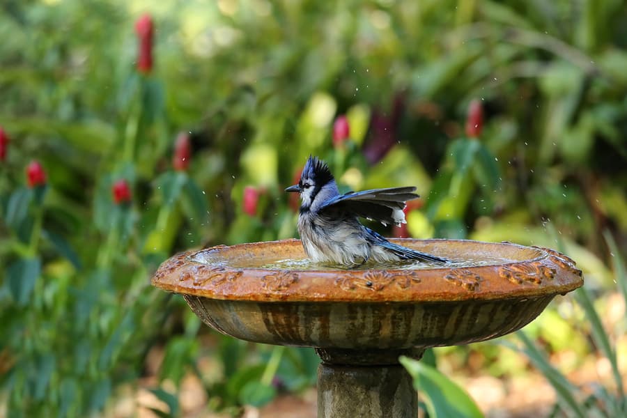 Birdbath In Garden