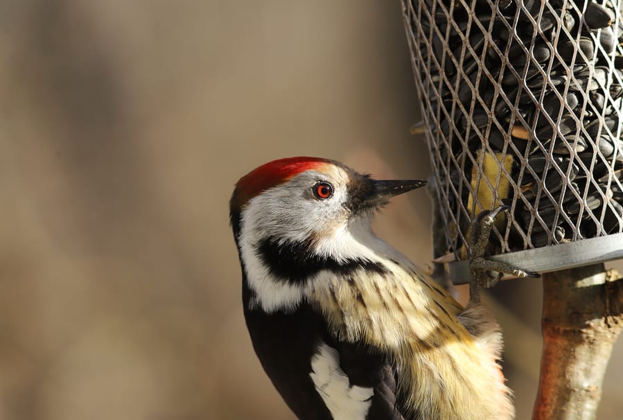 Birdfeeder To Distract The Woodpeckers