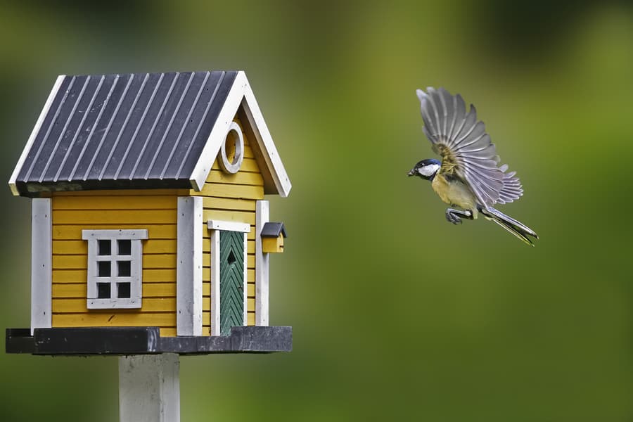 Birdhouse And Tit In Yard