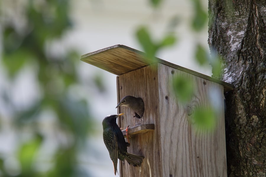 Birdhouse Inhabitant