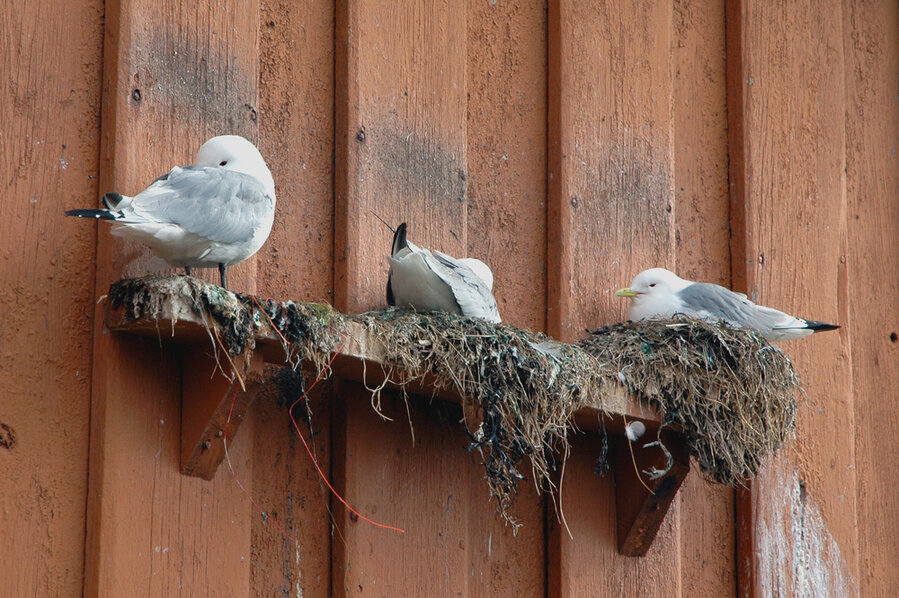 Birds On Boathouse