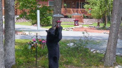 Black Bear Standing To Eat From A Bird Feeder