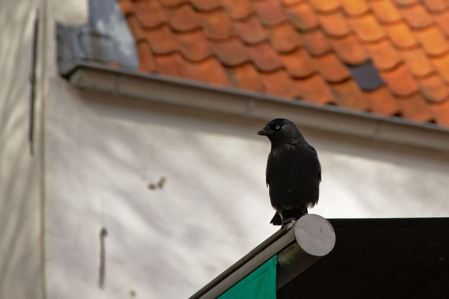Black Crow In The City, Sitting On An Awning With A White House In The Background