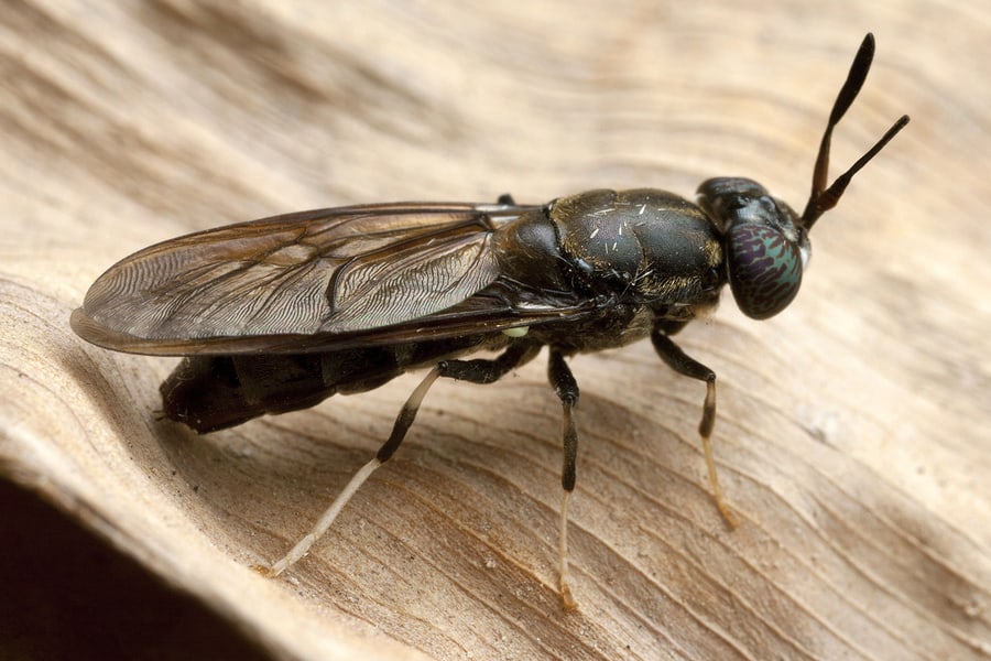 Black Soldier Fly