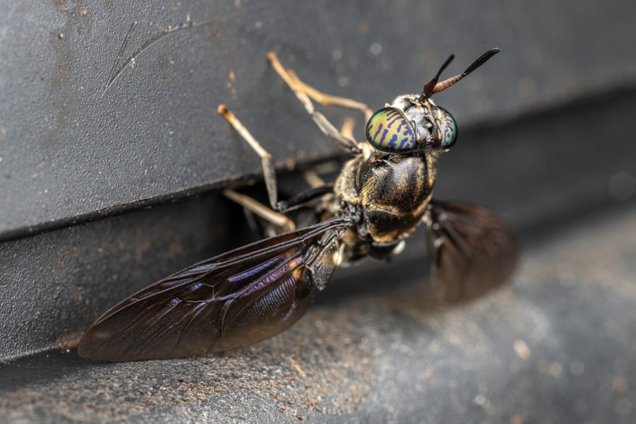 Black Soldier Fly Laying Eggs On A Compost Bin