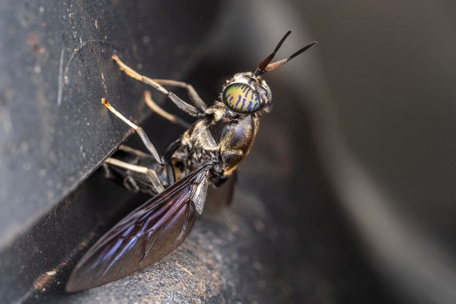 Black Soldier Fly Laying Eggs On A Compost Bin