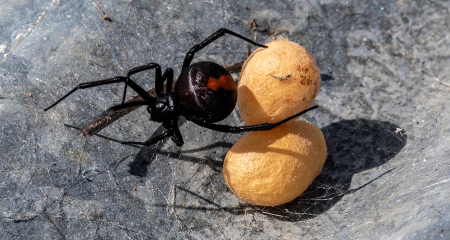 Black Spider Holding The Egg