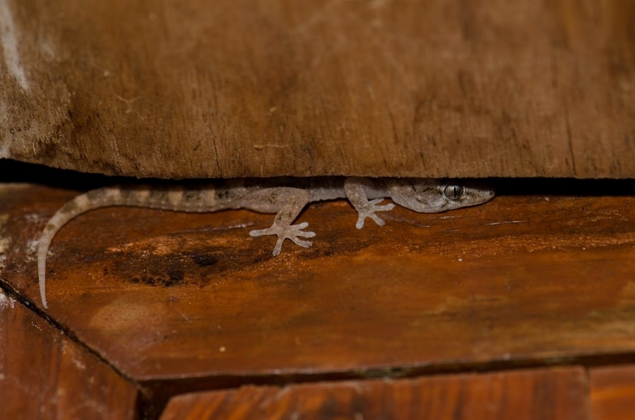 Boettgers Wall Gecko Tarentola Boettegeri