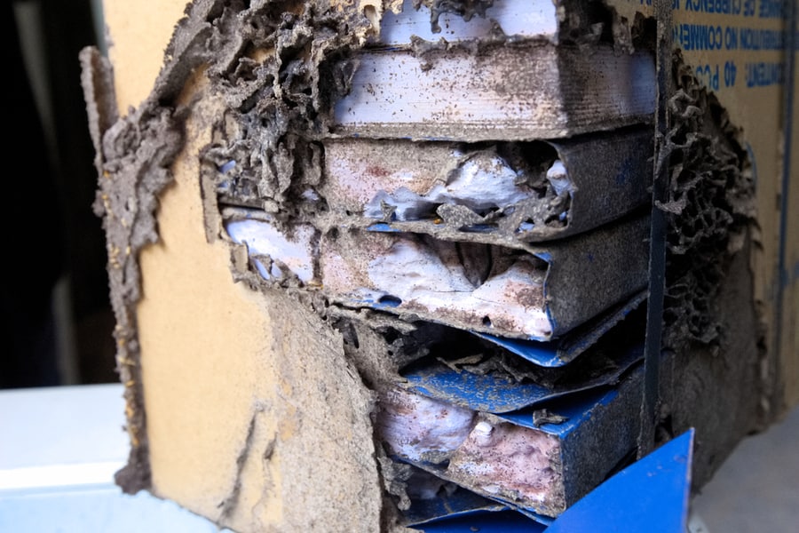Books That Have Been Destroyed By Termites