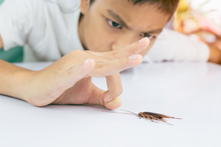 Boy Using Hand To Get Rid Of Roach
