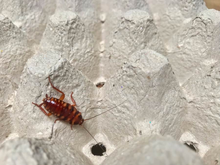 Brown Nanded Roach Finding Food