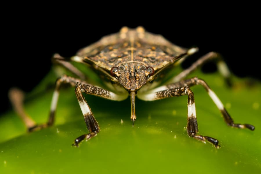 Brown Stink Bug Feeding On A Pepper In The Garden