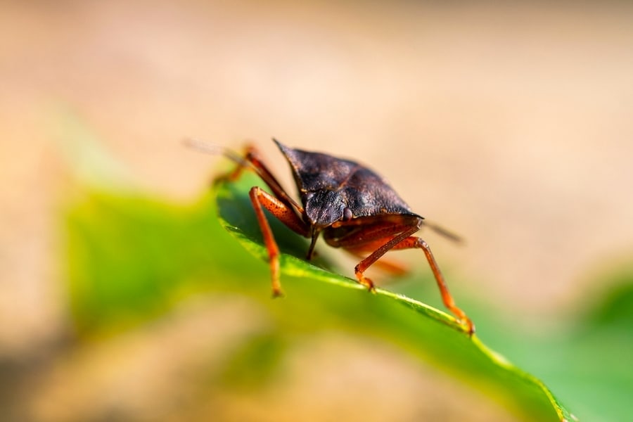 Brown Stink Bug On A Leaf