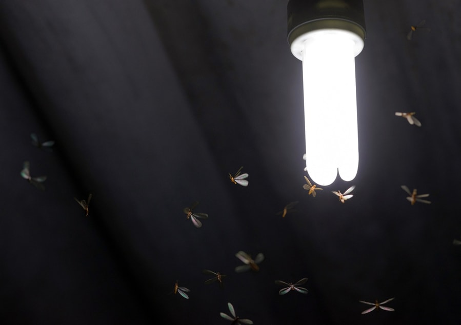 Bugs Around The Light Blub