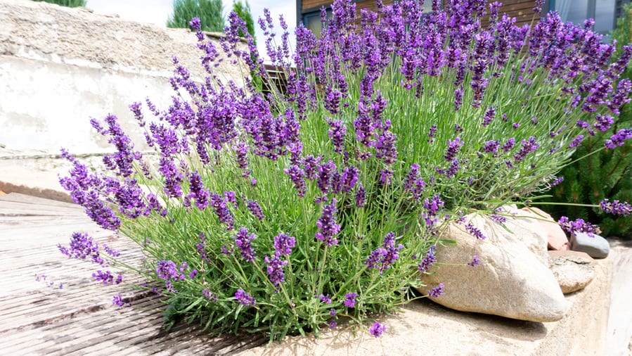 Bushes Of Lavender In Landscape Design