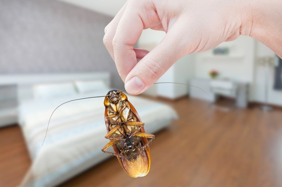 Can You Sleep In Your Room After Spraying Roach Spray?