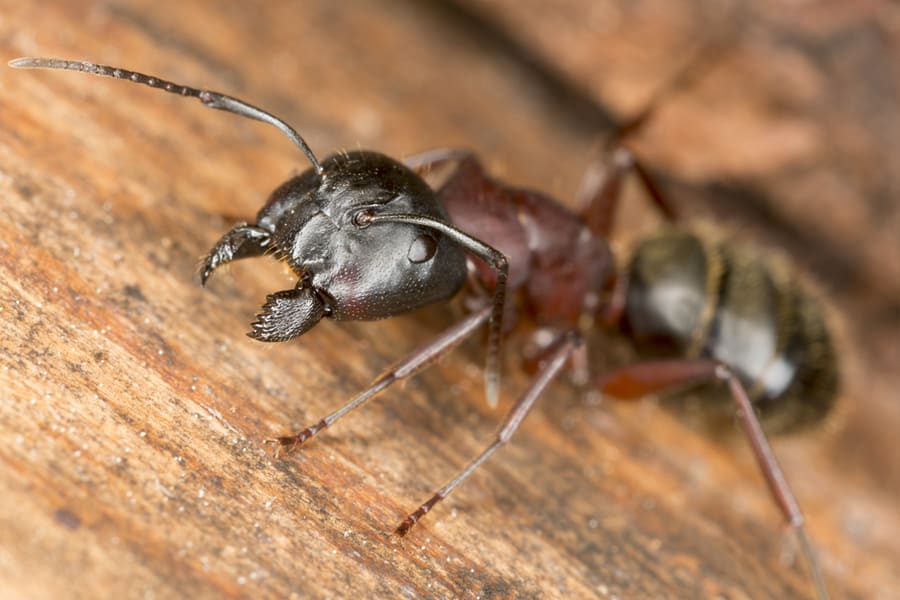 Carpenter Ant