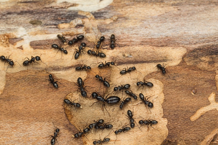 Carpenter Ants On Wood