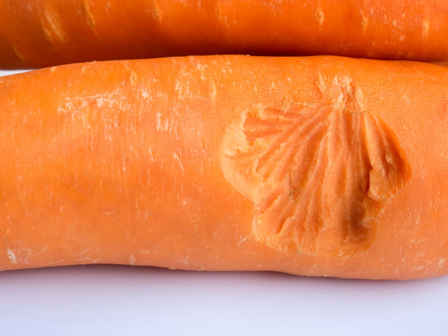 Carrot Bitten By Rat